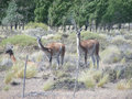 FIRST SIGHTING OF GUANACOS