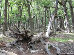 TOLKIEN FORESTS