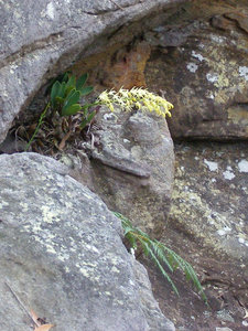 ROCK ORCHID