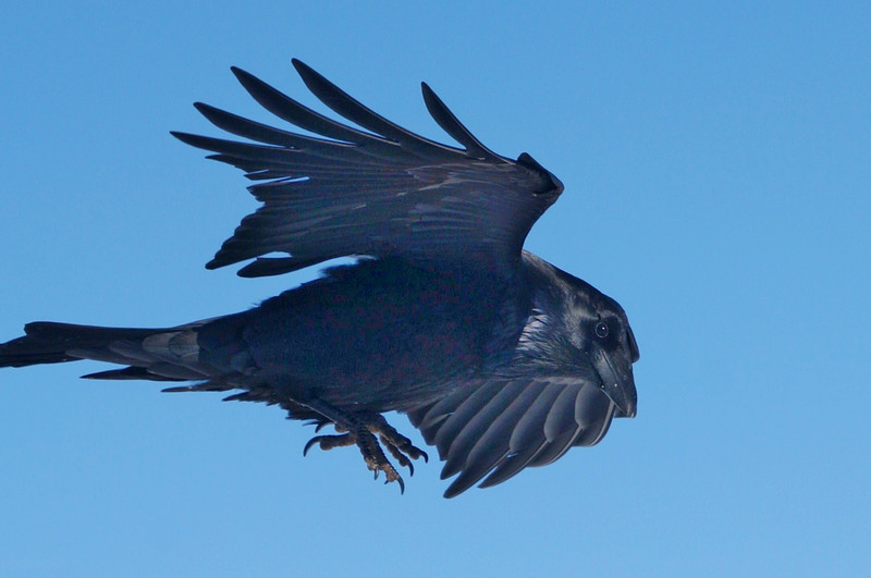 American raven