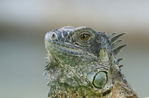 Cayman Green Iguana