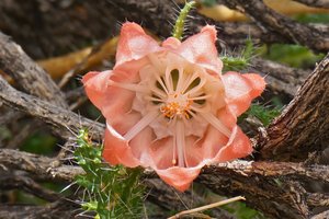 Bolivian cactus flower