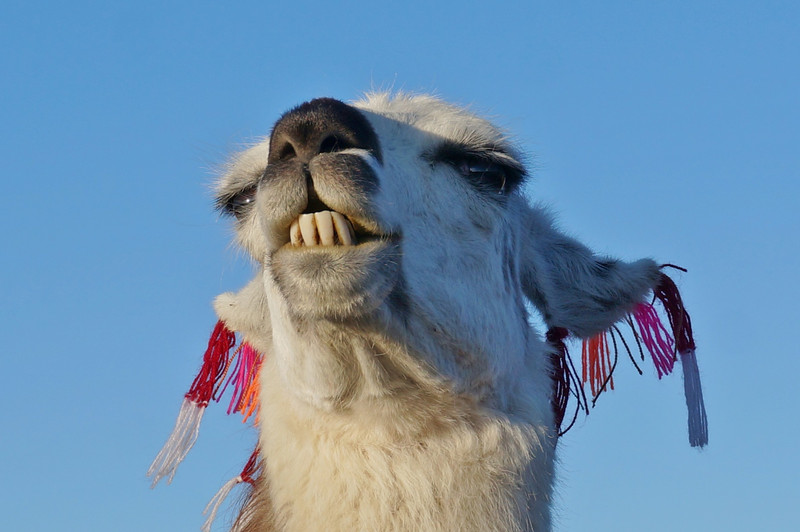 Llamas are the Kings of Rock & Roll