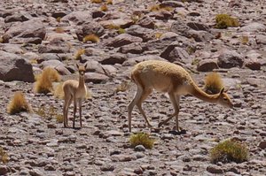 Vicuna mother & child
