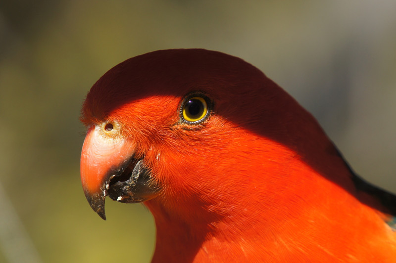 King Parrot in the shade