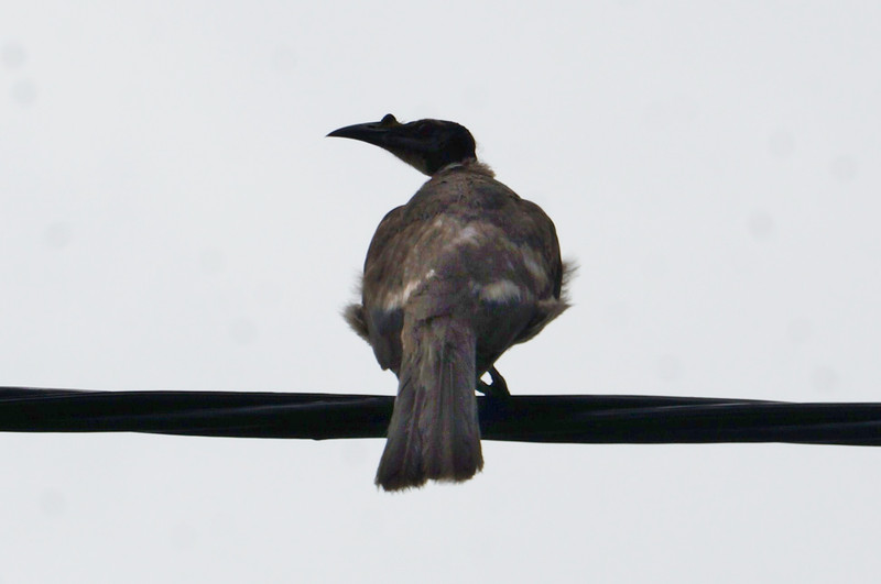 Friarbird