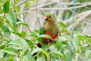 Immature male King Parrot