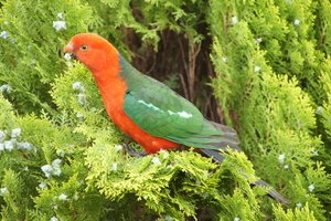 Mature male King Parrot