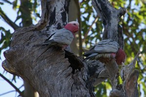 Galahs nesting in a hollow tree