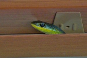 Green carpet snake