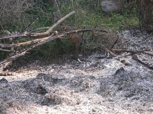 Swamp wallaby survives bushfire