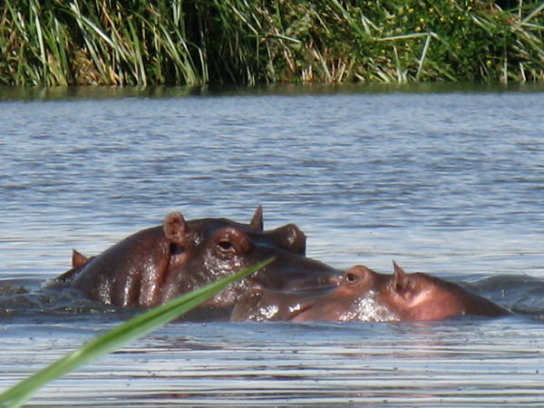 Hippo mating season