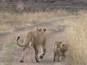 Curious cubs