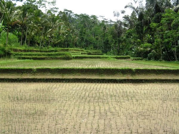 Newly planted rice