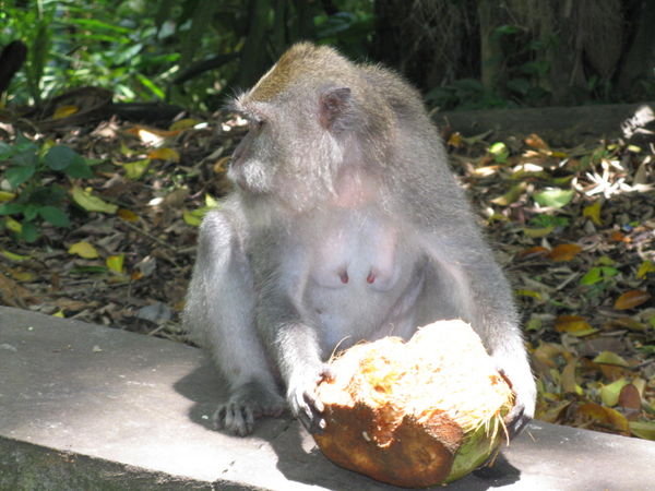 At the monkey forest