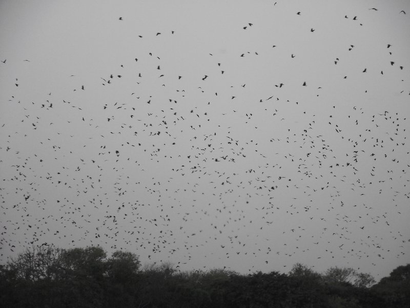 Mass Exodus of Crows