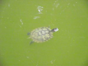 Turtle Fella