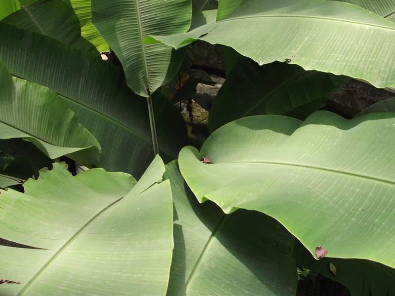 big-leaves-photo