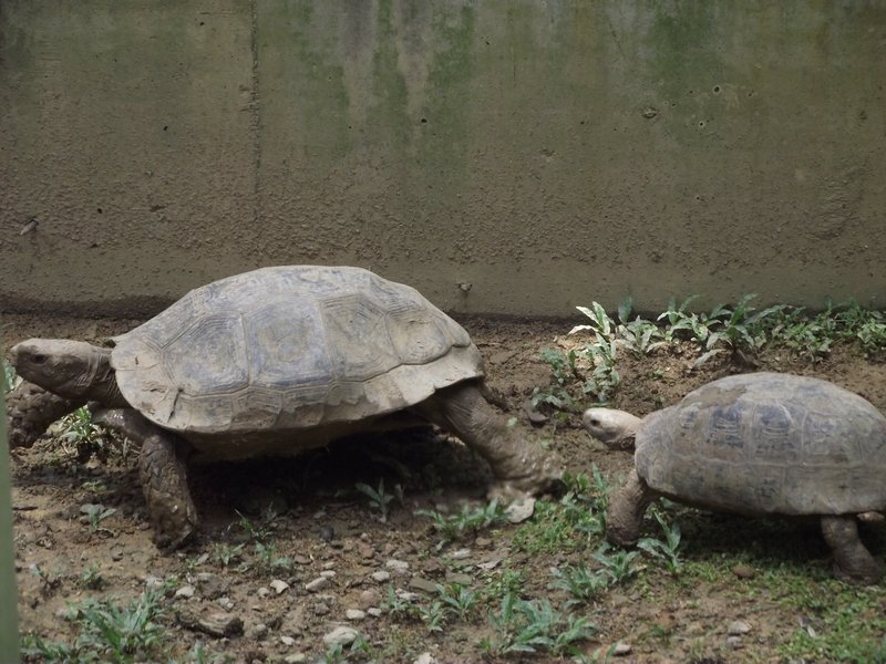 Race Between the Tortoise and the Tortoise