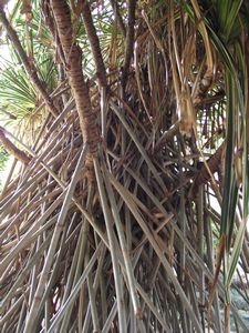 Tangled Stilt Roots
