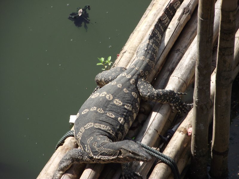 Giant Lizard in Local Canal