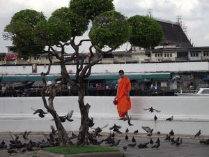Young Monk Feeding the Pigeons