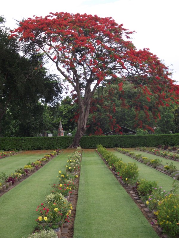 Red Tree at Allied Cemetry