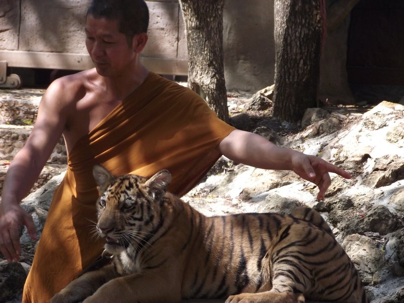 Monk with Tiger Cub