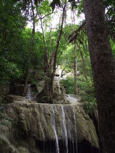 Tree Within Erawan Waterfall