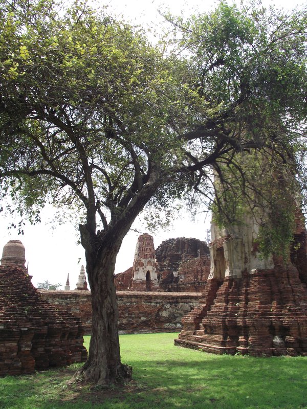 Tree Within Wat Phra Mahathat