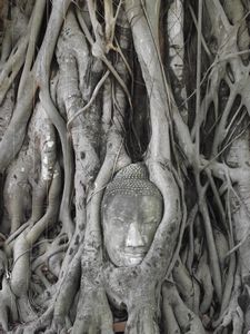 Buddha Head Within Tree Roots