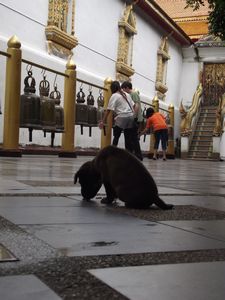 Temple Puppy