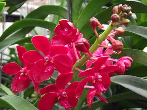 Pinky-Red Orchids