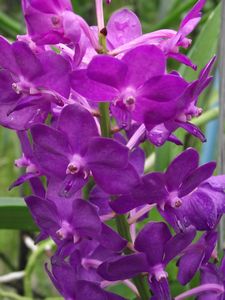 Purple Orchids