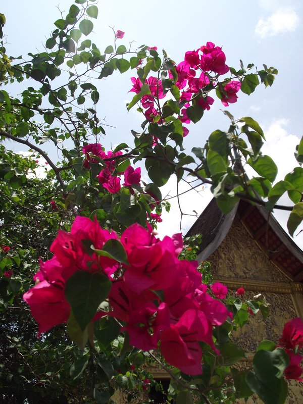 Monastery Flowers