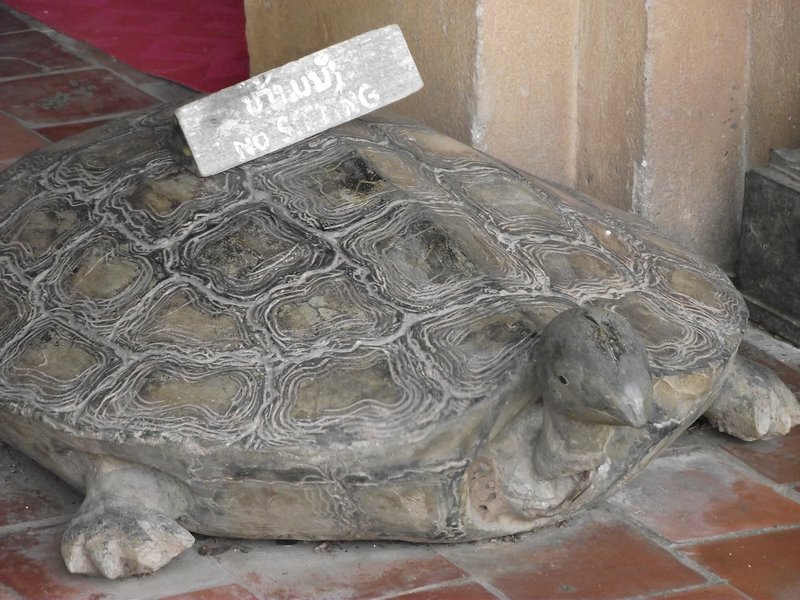 Big Tortoise
