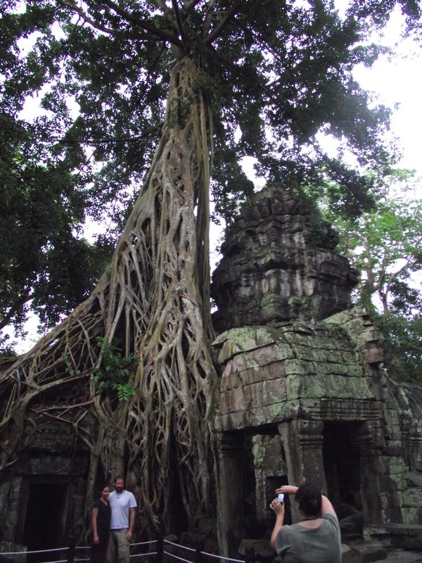 Tangled Giant Roots in Ta Prohm