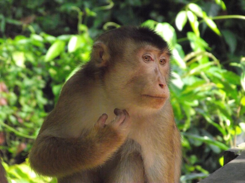 Macaque Having a Scratch