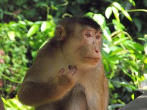 Macaque Having a Scratch