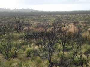 Burnt Bushland