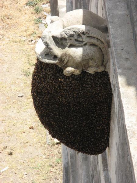 don't mess with these bees