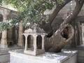 Ancient tree inside temple