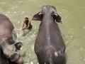 elephants get washed down