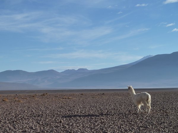Salt Flats Tour, Bolivia