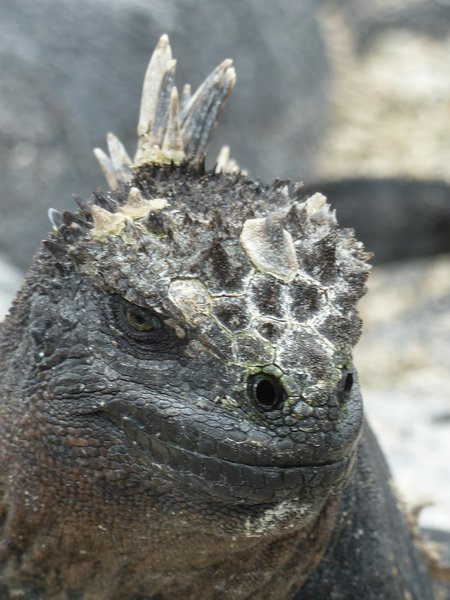 Marine iguana close up
