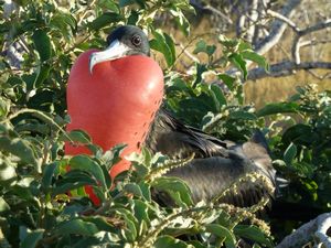 Inflated male frigate bird looking for action