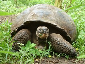 Giant tortoise in the wild