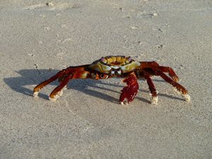 A colourful crab...