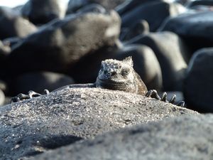 A lurking marine iguana