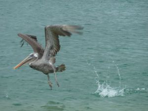 Pelican taking flight after its latest catch